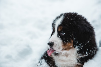 被雪覆盖的狗
